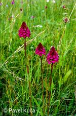 Bílé Karpaty, Radějov, Čertoryje, květena, orchideje, chráněná území,rudohlávek jehlancovitý