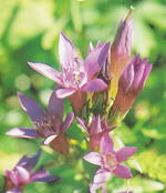 Dům kultury Frenštát pod Radhoštěm