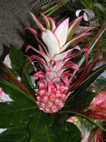 Dům kultury Frenštát pod Radhoštěm