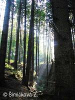 ranní slunce v lesích