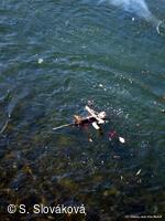 * Z DĚNÍ VE MĚSTĚ